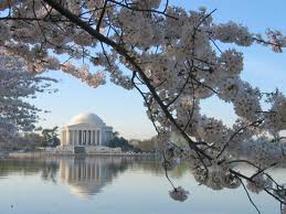 Cherry Blossom Time - Washington DC
